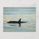 Search for orcas postcards Killer whales