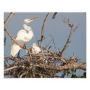 Search for nesting photography Baby