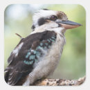 Search for kookaburras stickers Animal