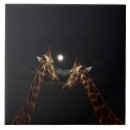 Search for moonlight tiles Wildlife