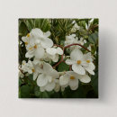 Search for sunrises buttons Nature