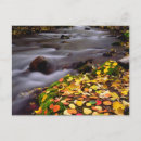 Search for abundant postcards Botanical