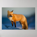 Recherche de canidae Vulpes