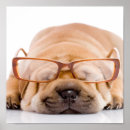 Recherche de shar posters Dog