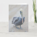 Search for pelican cards Landscape