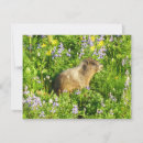 Recherche de mont rainier vœux cartes Nature