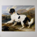 Search for newfoundland dog posters Newfoundlands