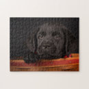 Search for black labrador puzzles Domestic animals