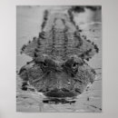 Search for american wildlife posters Reptile