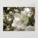 Search for apple blossoms postcards White