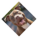 Search for pits For pets