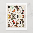 Search for vintage butterfly postcards Science