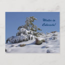 Recherche de arbre sapin cartes postales Montagnes