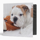 Search for biting office supplies Puppy
