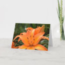 Recherche de tiger lily Jardin