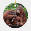 Search for orangutan ornaments Animals