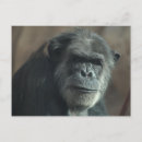Recherche de visage de singe cartes postales Animal