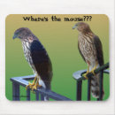 Recherche de oiseaux proie tapis souris Observation d'oiseau