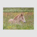 Search for icelandic horse Foal