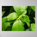 Search for geckos posters Lizard