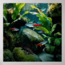 Search for tetra Aquarium fish