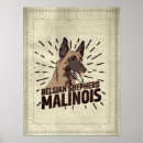 Search for malinois posters Belgian shepherd
