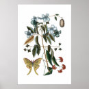 Recherche de insectes vintages posters Bleu