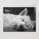 Recherche de chien westie cartes postales Terrier