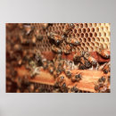 Search for bee hive posters Insect