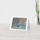 Search for fowl cards invites Peacock