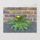Recherche de dandelion cartes postales Mauvaises herbes