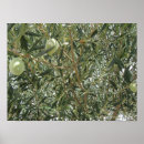 Search for olive posters Italy