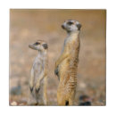 Search for alertness tiles Animal