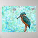 Search for kingfisher posters Blue