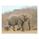 Recherche de elephant photos posters Beau