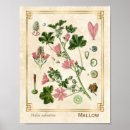 Search for mallow art Botanical