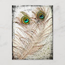 Search for peacock feathers postcards Birds