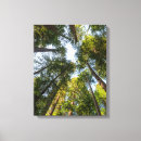 Search for redwood city Forest