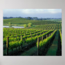 Search for grapevines posters Vineyard