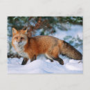 Search for red foxes postcards Snow