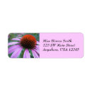 Search for echinacea Echinacea purpurea