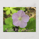 Recherche de géranium cartes postales Nature