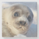 Search for edward coasters Canada