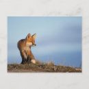 Search for arctic tundra postcards Mammal