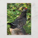 Search for grouse Wild