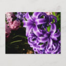 Search for blue hyacinth postcards Nature