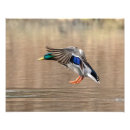 Recherche de canard en vol posters Faune