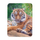 Recherche de de tigre magnets Animaux sauvages