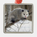 Search for opossum ornaments Animal