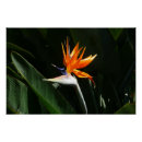 Recherche de tropical flowers posters Pour tous